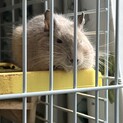 デグー♂１歳