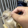 デグー♂１歳 サムネイル2