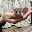アフリカヤマネ２歳