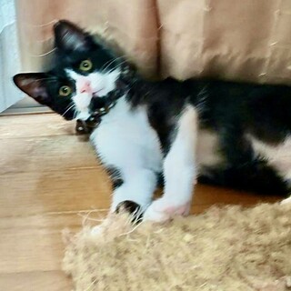 愛くるしいハチワレ君　のん太♂5ヶ月