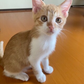 ♦︎茶白の元気な男の子♦︎