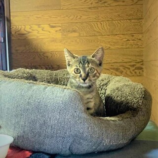 ゴロスリな生後3ヶ月女の子(なぎさちゃん)