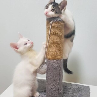 2匹ペア☆ミルクで育てたおっとり兄妹