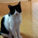 手術済で安心！白黒ハチワレ里親さん決定!!
