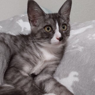 いつもゴロゴロご機嫌子猫ちゃん