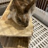 子うさぎ5羽の里親さん募集します‼︎ サムネイル3