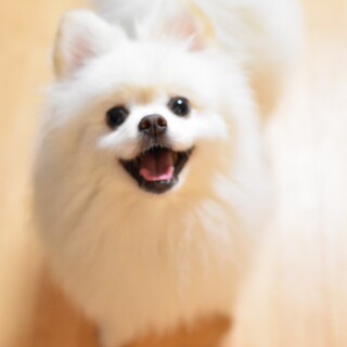 天真爛漫プリンくん