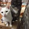 ゆきんこもも さん