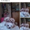 コッコたん