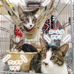 にゃんこ譲渡会 サムネイル2