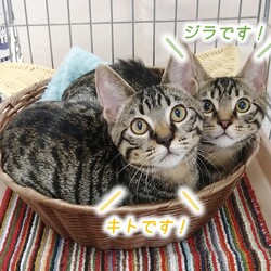 にゃんこ譲渡会 サムネイル3