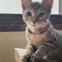 人も猫もだ〜いすきっ！！穏やかなノンちゃん♡