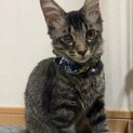 黒キジトラのかっこいい男の子⭐︎ソラくん
