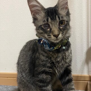 黒キジトラのかっこいい男の子⭐︎ソラくん