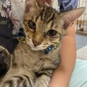 いつでも甘えん坊⭐︎くっつき猫のリクくん