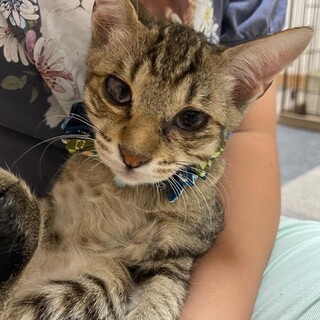 いつでも甘えん坊⭐︎くっつき猫のリクくん