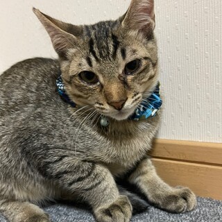 人も猫もみんな大好き⭐︎穏やかなつばさくん