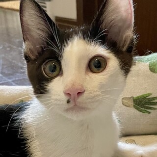 アトムのヘルメットがズレた福ちゃん