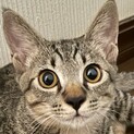 クリクリお目目と黒いお鼻がチャームポイントの麦