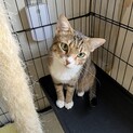 イケメンでおっとりな性格のキジ猫：マサ君