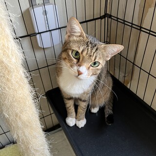 イケメンでおっとりな性格のキジ猫：マサ君