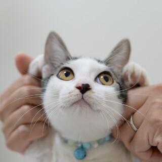 アメショ柄サバ白女の子【譲渡会参加】