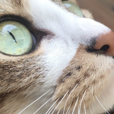 空は青いにゃ
