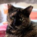大和撫子！とても愛くるしいサビ猫のどら実ちゃん❣️