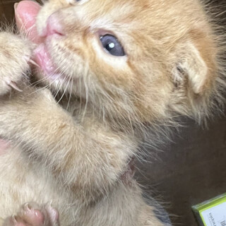 ふわっふわ☆甘えん坊の茶吉くん