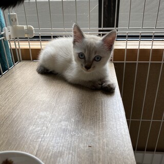 くう君、シャム系可愛い系男の子