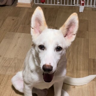 【募集】フィフィ♀の幸せを探しています！