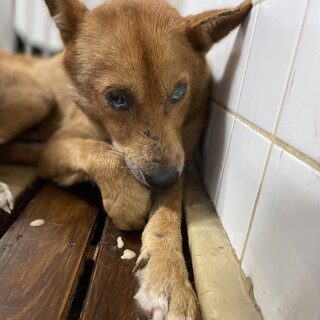 期限７日迄若くなさそうです！