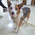 牛小屋跡で飼われていた、小さいお母さん犬
