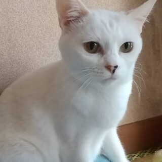 真っ白美人猫　あいり