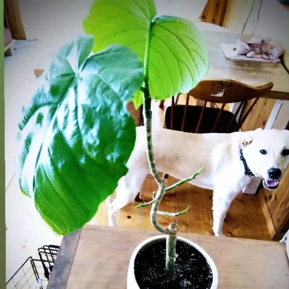 マロンのカバー写真