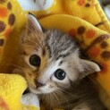 オハナを家族に迎えて下さい
