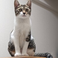 クッキー・シュガー・ヒラタ