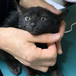 2ヶ月　黒猫　おとなしい　カンくん