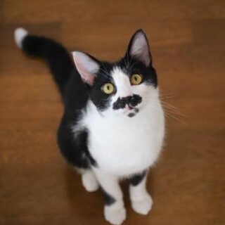 クック♡立派なお鬚が素敵な元気なイケメン