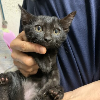 1歳1ヶ月　黒猫　まだビビりの　こめちゃん