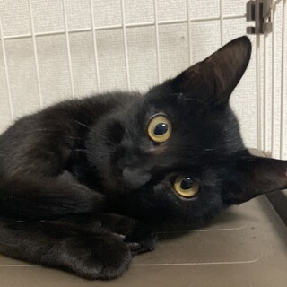 お腹を見せて甘えてくれる　かわいい黒猫　女の子