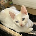 ブルーアイの未来ちゃん