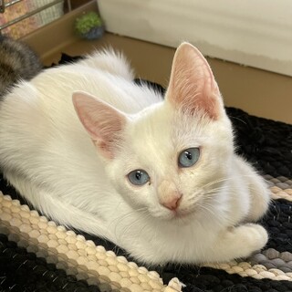 ブルーアイの未来ちゃん