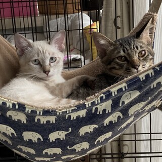 [9/10譲渡会参加]モカちゃん♡レオ君