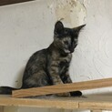 骨盤骨折したお母さんが必死で育てた仔猫（サビ）