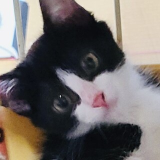 11 テン君　白黒　雄　甘えん坊