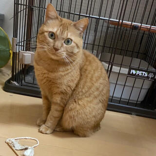 多頭崩壊から！幸せにしてください！