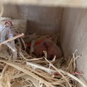【募集停止】ボタンインコひな　2022年8月下旬生