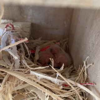 【募集停止】ボタンインコひな　2022年8月下旬生