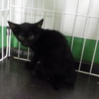 処分間近 可愛い黒猫